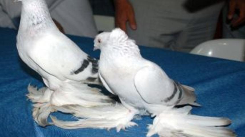 G&uuml;vercin G&uuml;zellik Yarışması