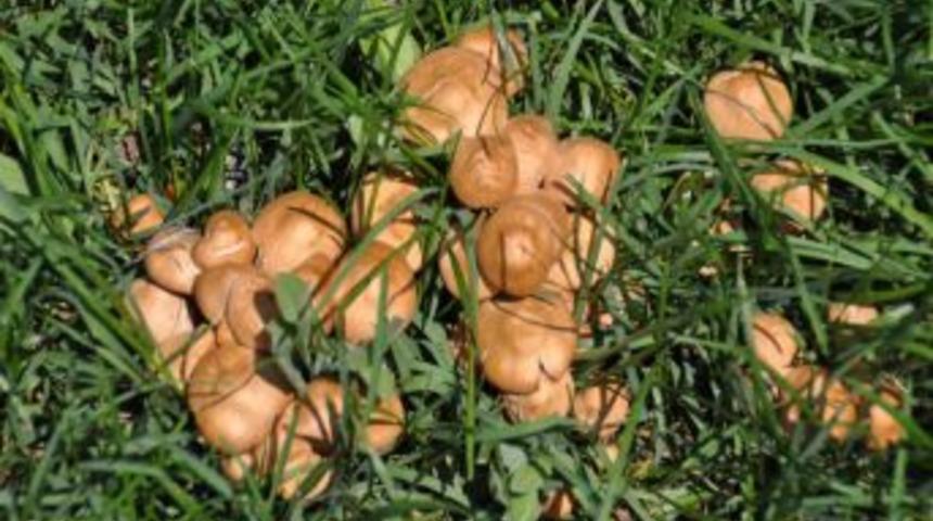 Yozgat&rsquo;ta Mantar Mevsimi Başladı