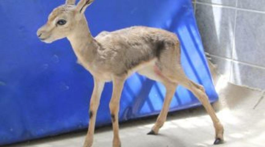 Yaralı Yavru Ceylan Tedavi Edildikten Sonra Doğal Hayata Bırakıldı