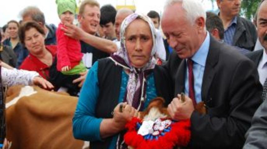 Yayla G&ouml;&ccedil;&uuml; I&ccedil;in S&uuml;slenen Inekler, &Ccedil;ok S&uuml;t Versin Diye Denizde Yıkandı