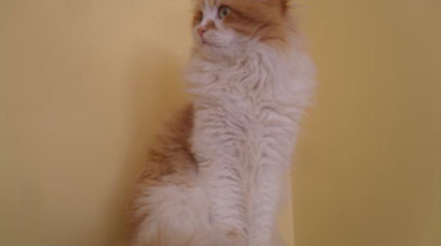 Balkondan d&uuml;şen kediyi bulana para &ouml;d&uuml;l&uuml;