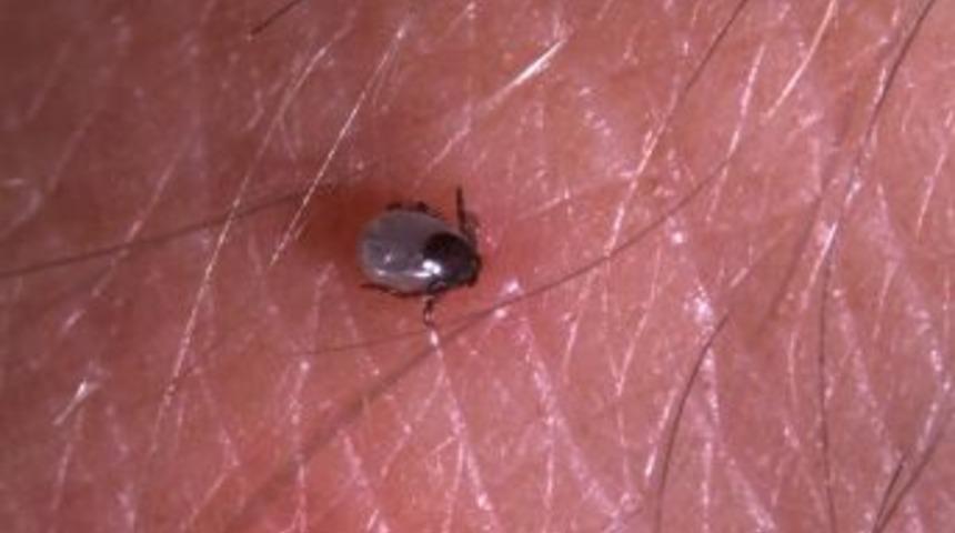 Keneler Uyuşturarak Zehirliyor