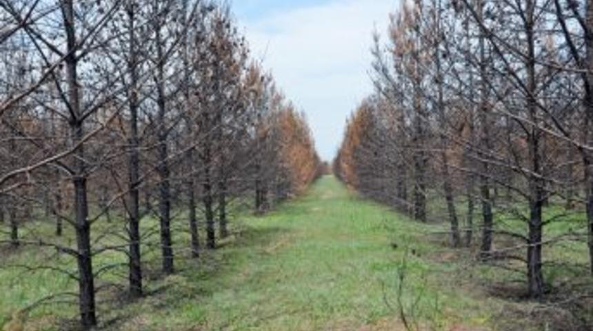 Erzurum, Oksijen Depolarına Kavuşacak