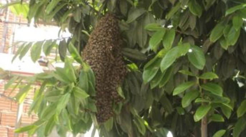 Okul Yanındaki Ağaca Yuva Yapan Arılar İ&ccedil;in Operasyon