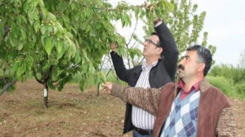 Bursa Ovasında Dolu Binlerce Dekarı Vurdu