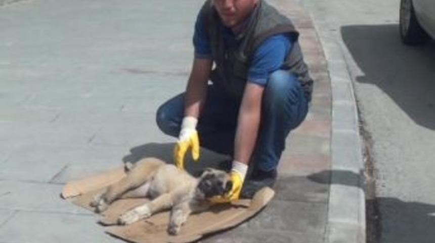 Otomobilin &Ccedil;arptığı Yavru K&ouml;peğin 2 Ayağı Kırıldı