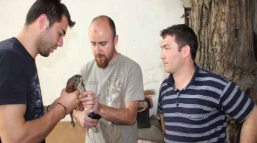 Kanatları Kesilmiş  Şahin, Doğal Yaşamına D&ouml;necek