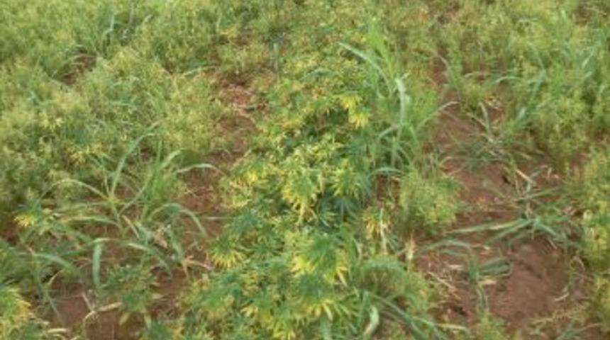 Tarlada Kenevir Bitkisi Ele Ge&ccedil;irildi