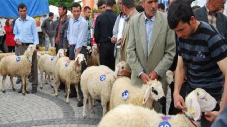 Karaman&rsquo;ın En G&uuml;zel Kuzusu, Sahibine Yarım Altın Kazandırdı