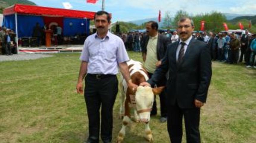 Posof'ta En G&uuml;zel Buzağı Yarışması