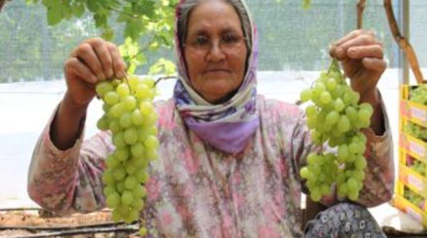 Silifke'de, &Ouml;rt&uuml; Altı &Uuml;z&uuml;m Hasadı Devam Ediyor