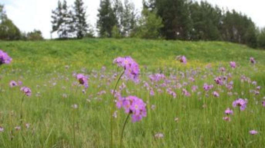 &Ccedil;oreker Yaylaları B&uuml;y&uuml;l&uuml;yor