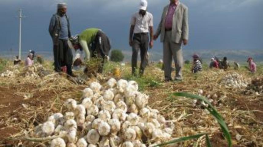 Sarımsak Hasadında 3 Bin 500 Tarım İşçisine İş İmkanı