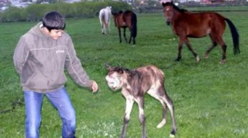 Ardahan'da gergedan kafalı tay, korkuttu!