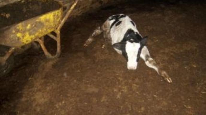 Eşme'de 3 Ayaklı Olarak Doğan Buzağı Şaşırttı