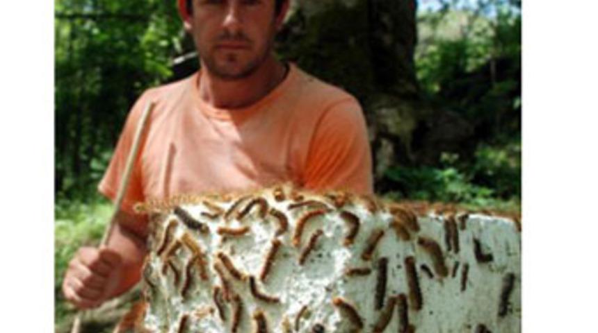 K&ouml;y&uuml; tırtıllar bastı!