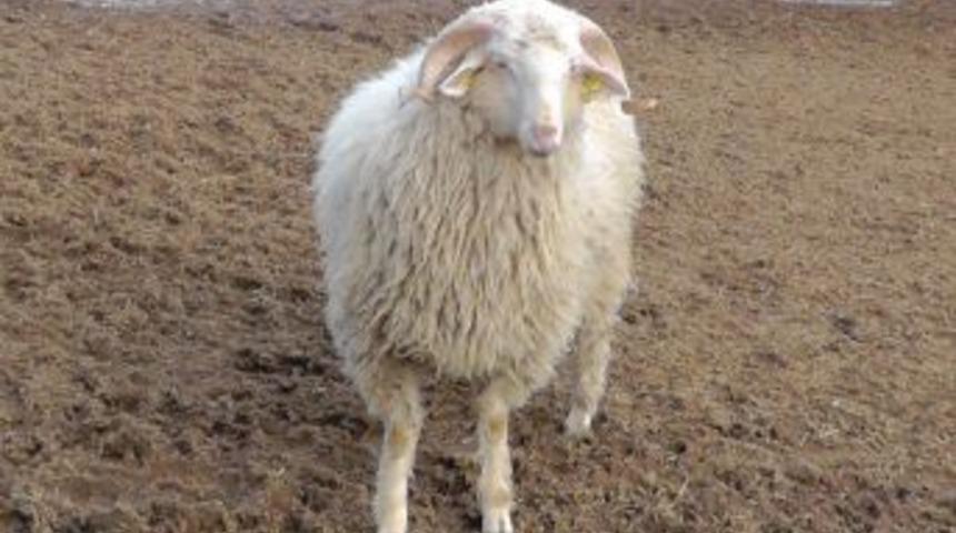 Beyşehir'de Yeni Koyun Irkı Geliştirme Seferberliği