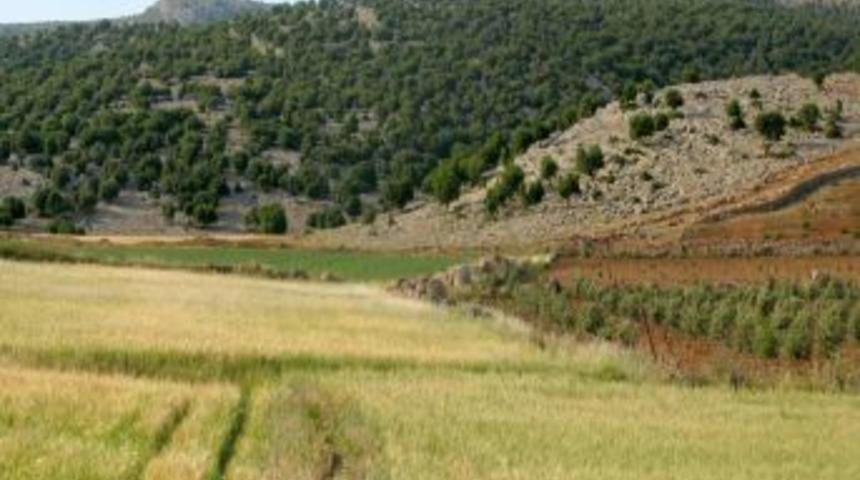 Yardıma Muhta&ccedil; Ailelere Dağıtılan K&ouml;m&uuml;r Sayesinde, Ormanlık Alanlar Gelişiyor