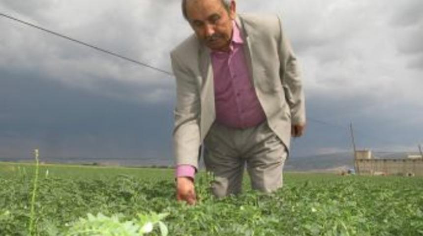 Arabanlı &Ccedil;ift&ccedil;iler Nohutta Y&uuml;ksek Rekolte Bekliyor