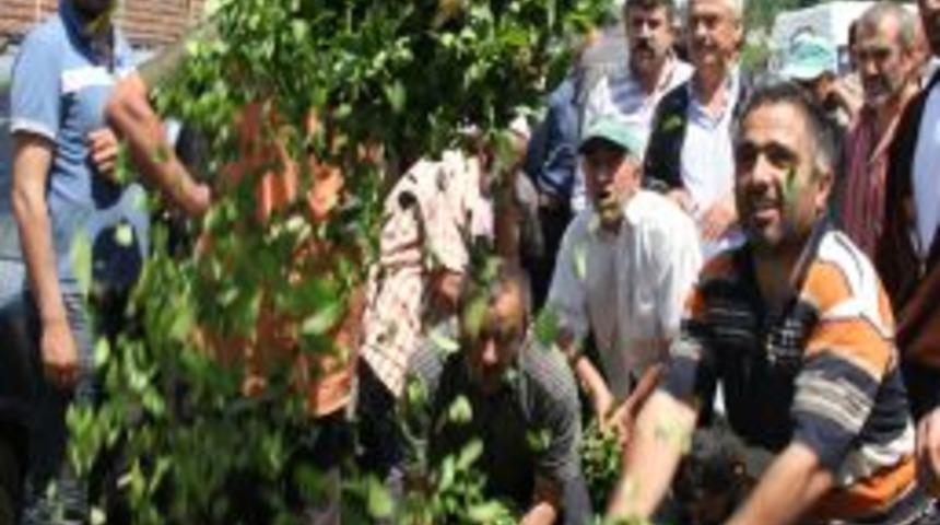 Yaş &Ccedil;ay Alımlarındaki Kontenjan Uygulaması Rize'de Sinirleri Gerdi