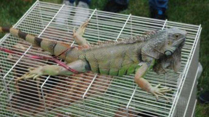 K&uuml;lt&uuml;r Ve Turizm Bakanı G&uuml;nay Englısh Vıllage'ın A&ccedil;ılışına Katıldı