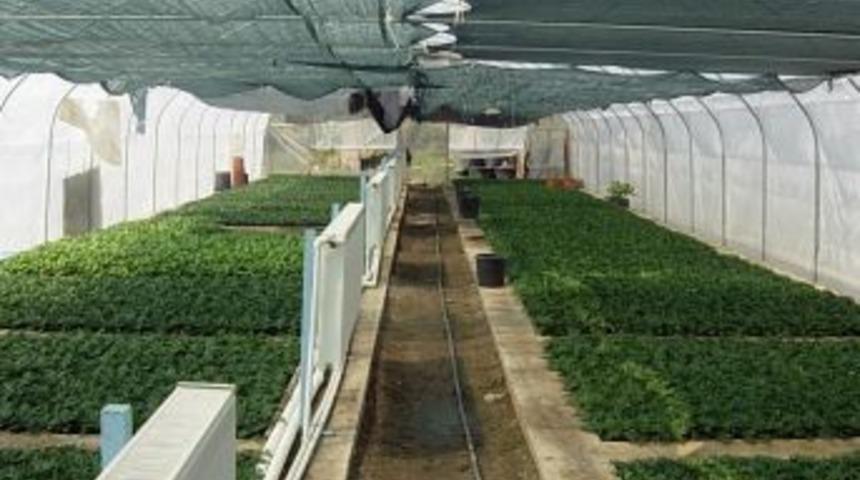 Belediye'den Mevsimlik &Ccedil;i&ccedil;ek Dikimi