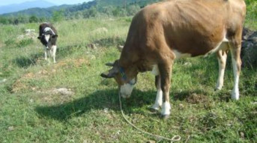 Büyükbaş hayvanlara pasaport veriliyor