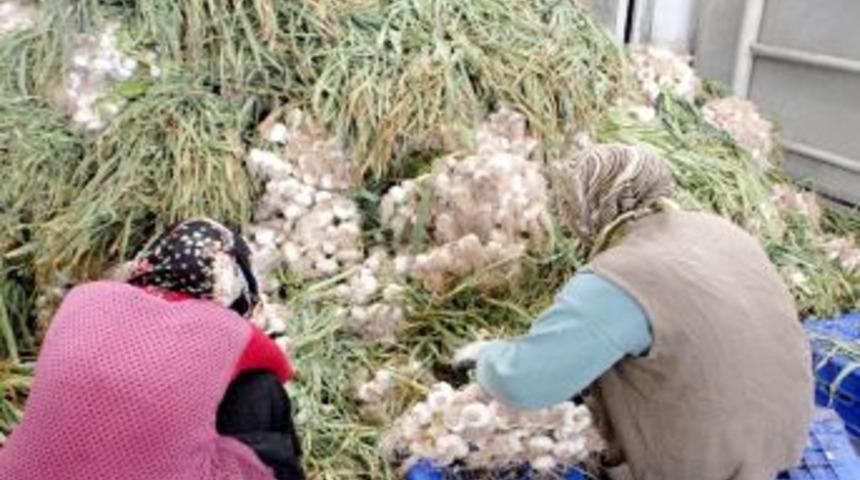 Sarımsak Fiyatları &Uuml;reticisini &Uuml;zd&uuml;