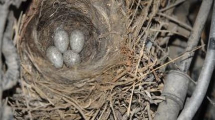 Ara&ccedil; Motorunda Kuş Yuvası