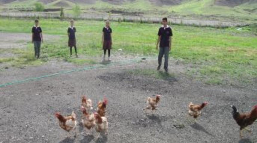 İskilip A&Ouml;L Kenelere Karşı Tavukla M&uuml;cadele Verecek