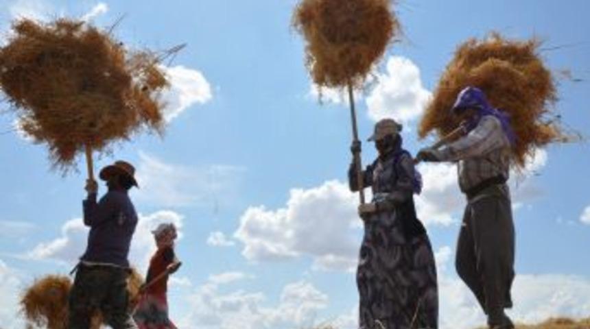 Doğulu Kadınların Tarla &Ccedil;ilesi