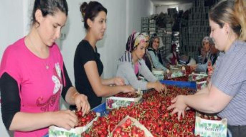 Ruslar, Manisa Kirazını Sevdi