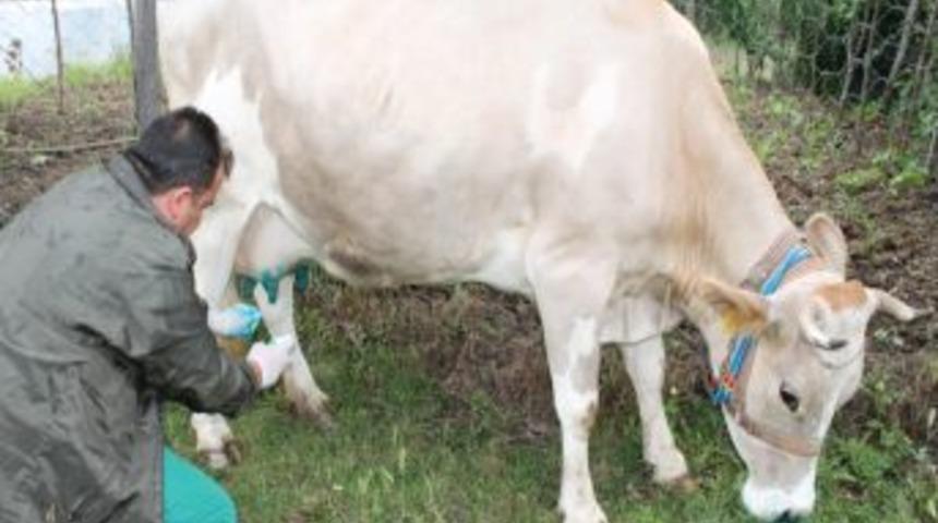Ordu'da Şap Hastalığı Tespit Edilen K&ouml;y, Karantinaya Alındı