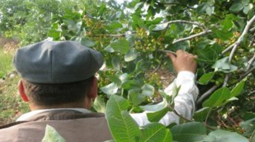 Antepfıstığı &Uuml;reticileri Y&uuml;ksek Rekolte Bekliyor