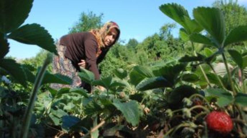 Osmanlı &Ccedil;ileğini Yaygınlaştırma &Ccedil;alışmaları S&uuml;r&uuml;yor