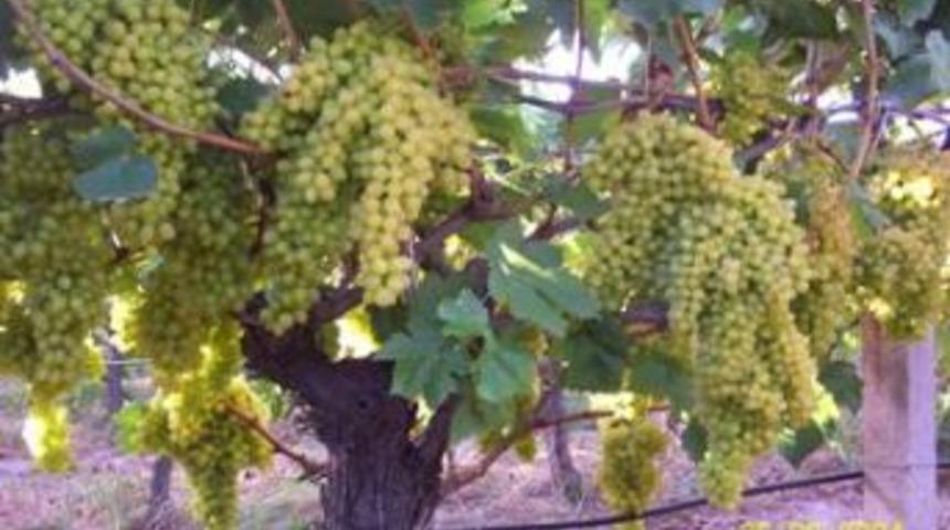 İl tarımdan ila&ccedil;lama uyarısı