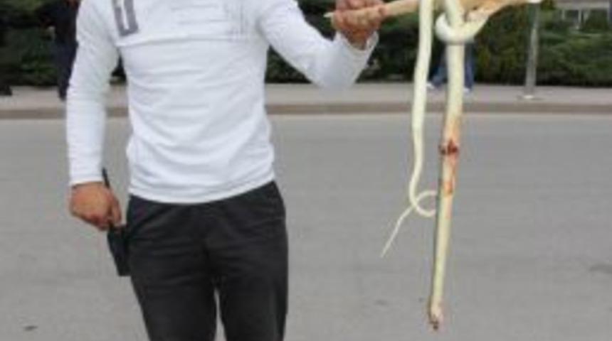 Yastık Altına Gizlenen Kıra&ccedil; Yılanı Belediye G&ouml;revlisi Tarafından &Ccedil;ıkarıldı