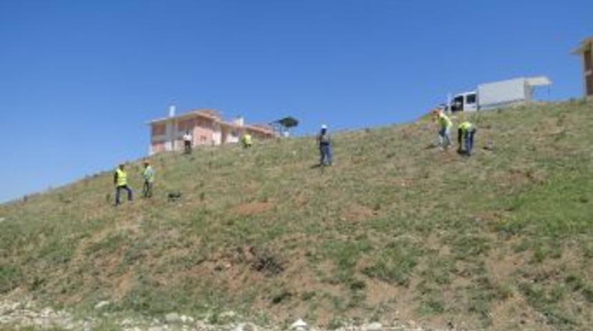 Sungurlu Toki'ye 2 Bin Fidan Dikildi