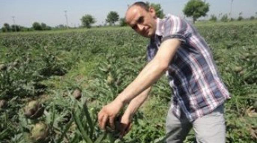 Akyazı'da Enginar Yetişecek