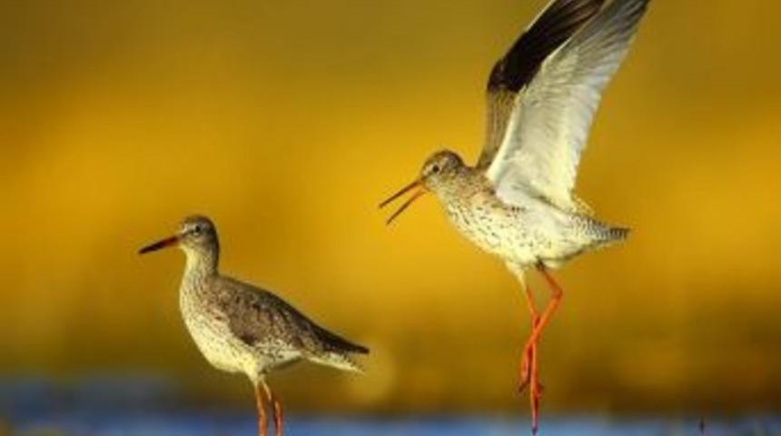 Yy&uuml;'den Bir Birincilik Daha