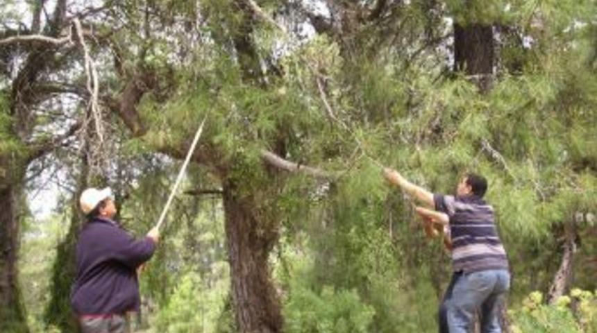 Dalaman'da  Basra Aşılaması Yapıldı