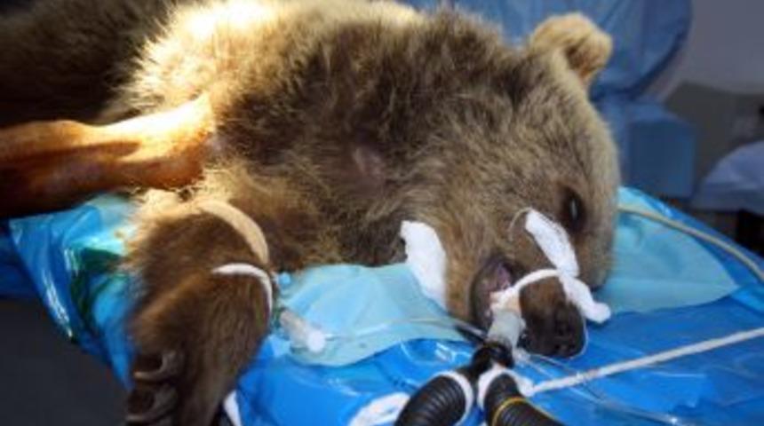 Kazada Yaralanan Yavru Ayı Ameliyat Edildi