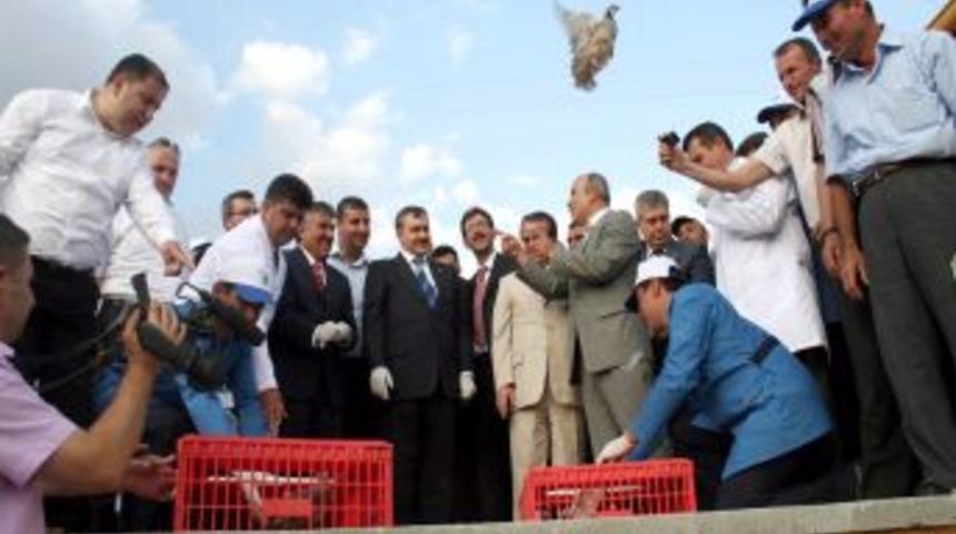 Bakanlık Keneye Karşı Keklik Ve S&uuml;l&uuml;nle M&uuml;cadele Edecek