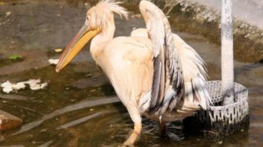 Yaralı Pelikana Belediye Sahip &Ccedil;ıktı