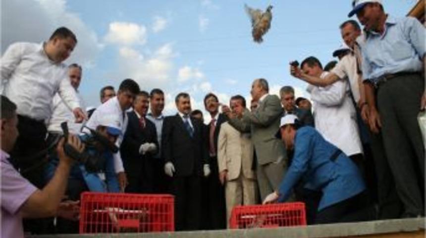 Kene İle Biyolojik M&uuml;cadele İ&ccedil;in Etkin &Ccedil;&ouml;z&uuml;m