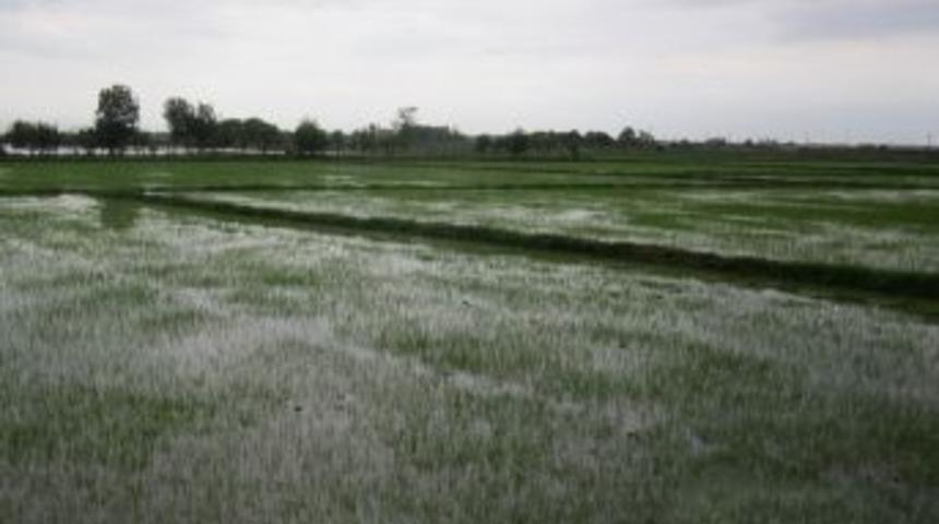 Bafra'da &Ccedil;eltik Ekimi