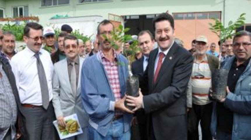 K&uuml;tahyalı &Ccedil;ift&ccedil;ilere 17 Bin Ceviz Fidanı Dağıtıldı