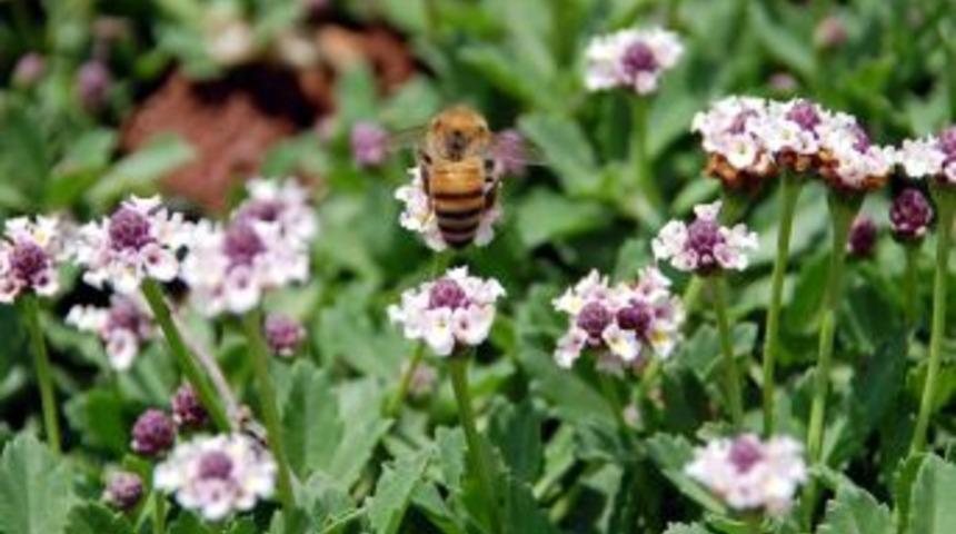 Arılar A&ccedil;an &Ccedil;i&ccedil;eklere H&uuml;cum Etti