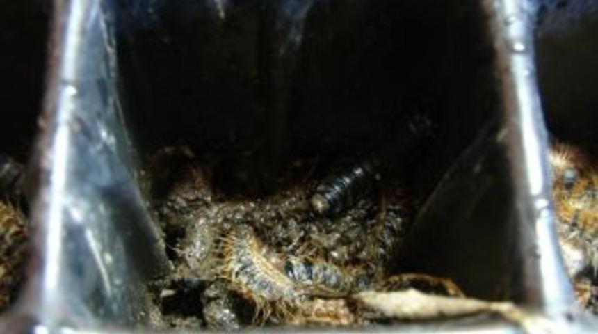 &Ccedil;am Ağacı Dostu B&ouml;cekler Doğaya Bırakıldı