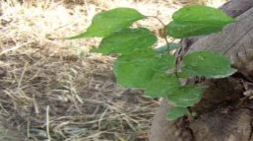 Zeytin Ağacının G&ouml;vdesinden Kayısı Fidesi &Ccedil;ıktı